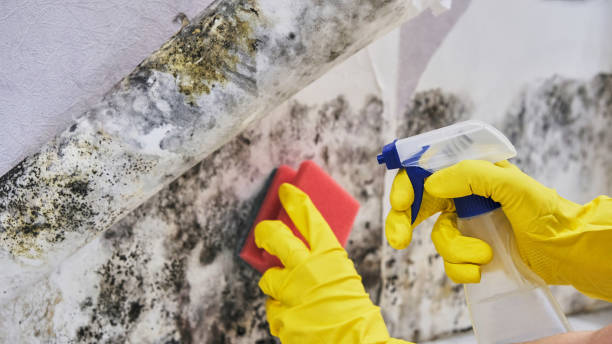 Why You Should Choose Our Mold Remediation Services in Tarrant, AL